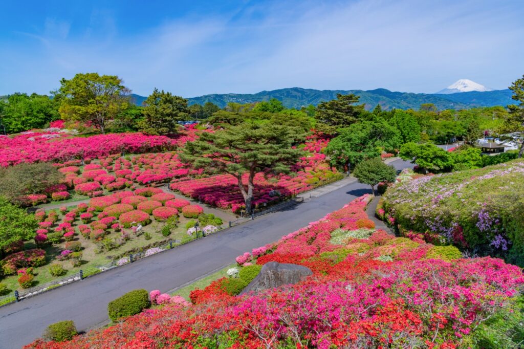 小室山公園つつじ