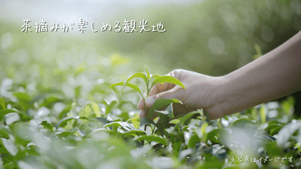 伊豆の茶摘みが親子で楽しめる観光地