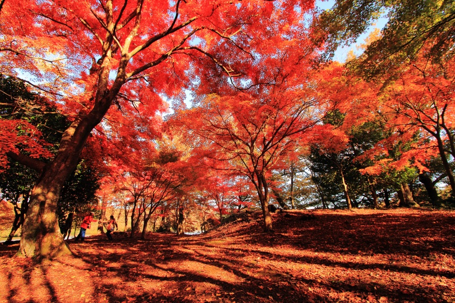 一碧湖の紅葉_参照元_伊豆.伊東観光ガイド