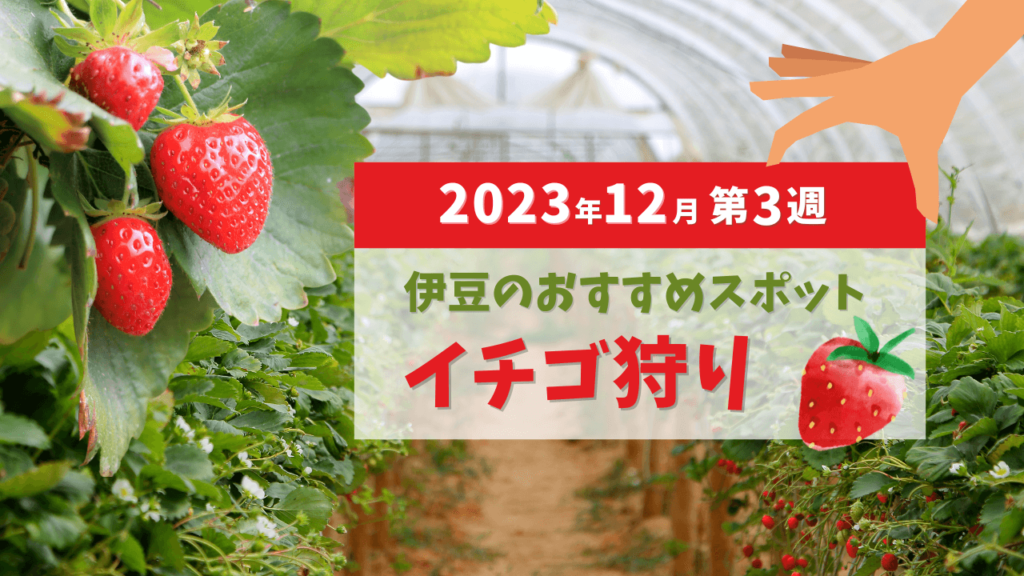 子供と行く！おすすめスポット【伊豆のイチゴ狩り】